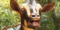 /album/kepek/a7545-goat-jpg/
