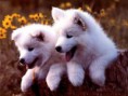/album/kutyak/clickhandler23-ashx-jpg/