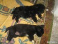 /album/kutyak/clickhandler26-ashx-jpg/